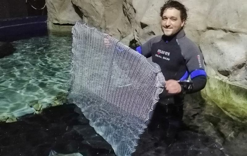 riforestazione poseidonia