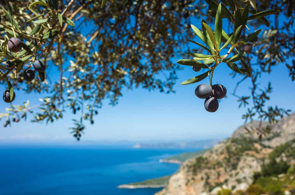 mediterraneo