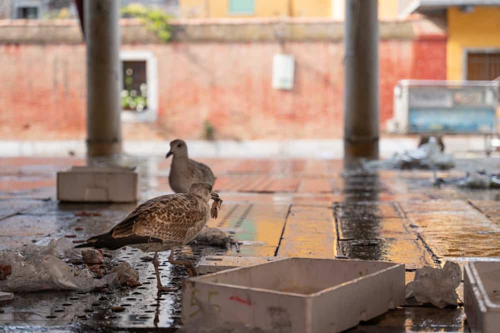 Venezia plastic free