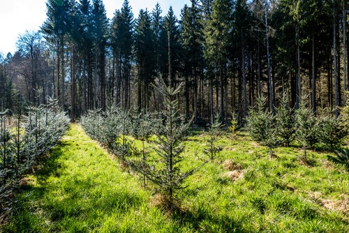 forestazione