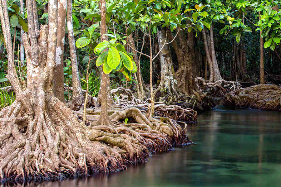 mangrovie