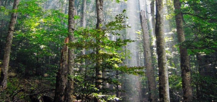 biomassa forestale