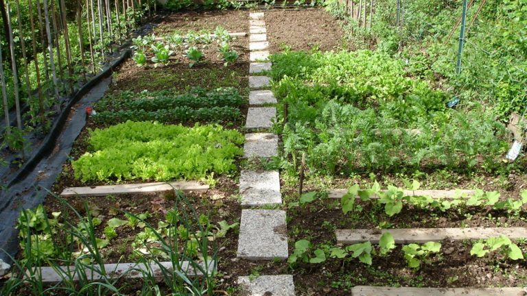 Cippato di ramaglie fresche