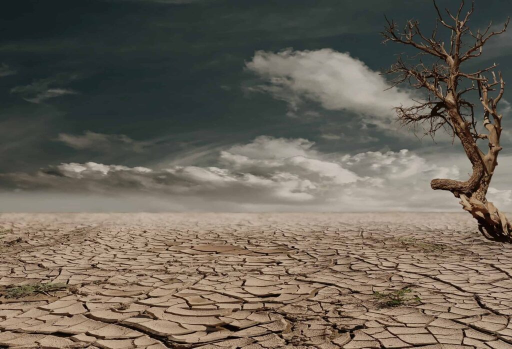 Paesaggio desertico, albero secco, terra arida, cielo cupo.