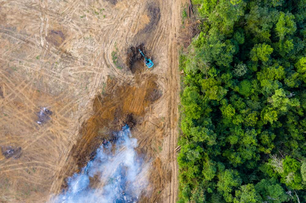 Perdita di biodiversità causata dalla deforestazione