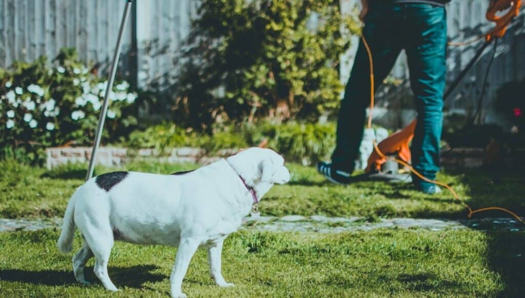 Dai contenitori, alle pavimentazioni, ai vasi, ecco come riutilizzare materiali riciclati per decorare il tuo giardino: scopri tutti tutti i consigli utili!