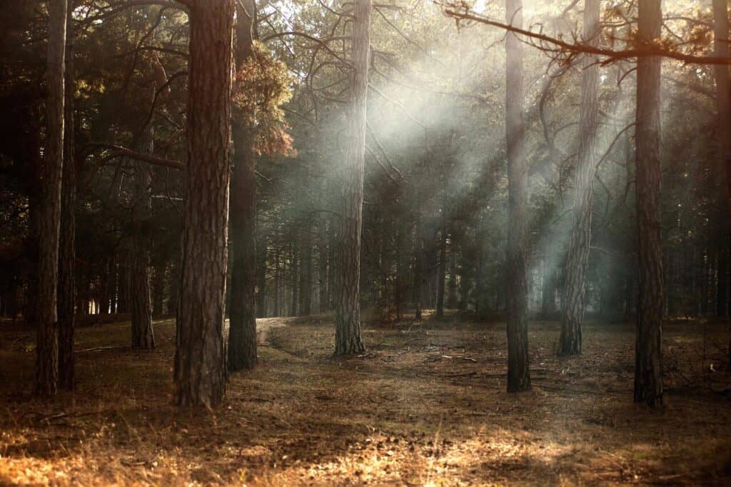 Vediamo insieme che cos'è il pericoloso fenomeno dell'erosione del suolo e come possiamo ovviarvi grazie alle piante e agli alberi.