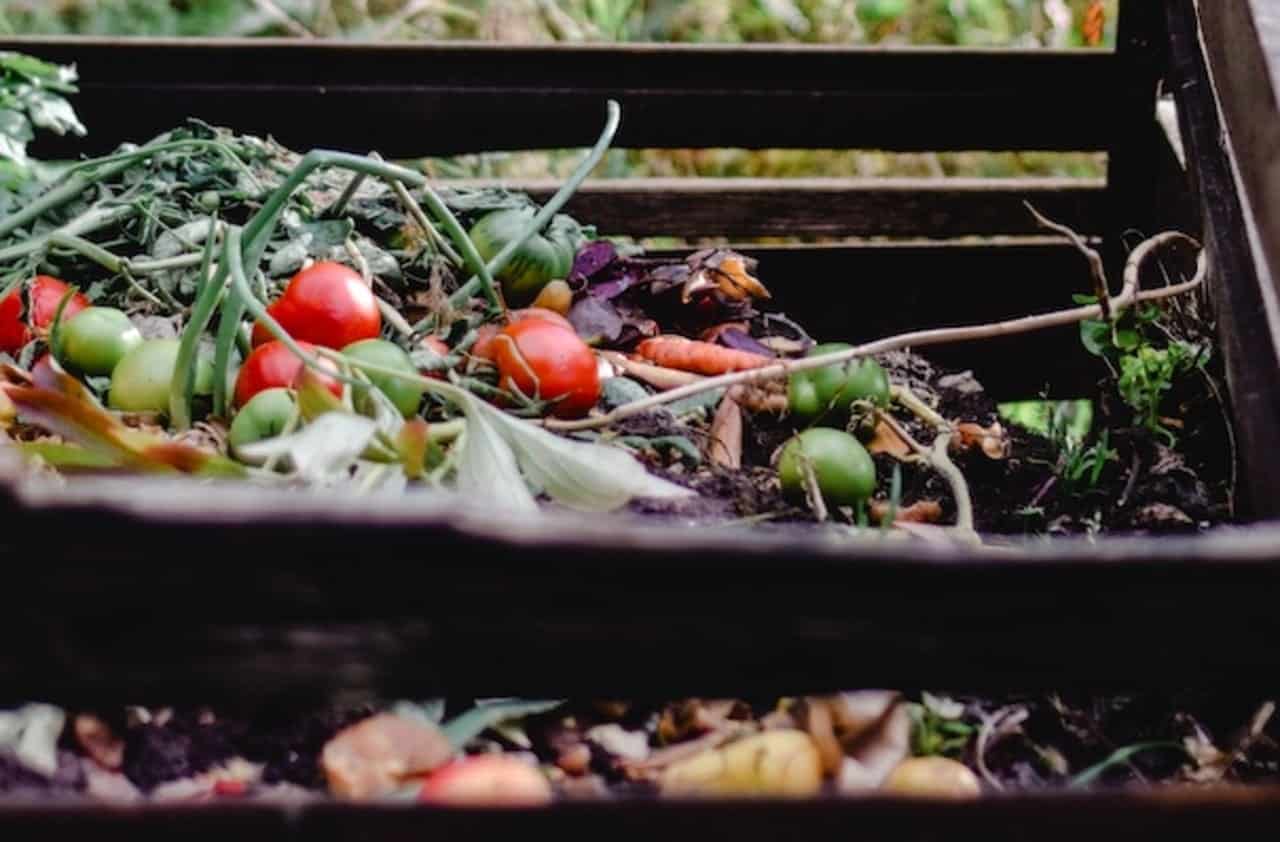 Il nostro giardino può beneficiare degli effetti positivi dell'utilizzo del compost domestico: ecco come sfruttarlo al meglio.
