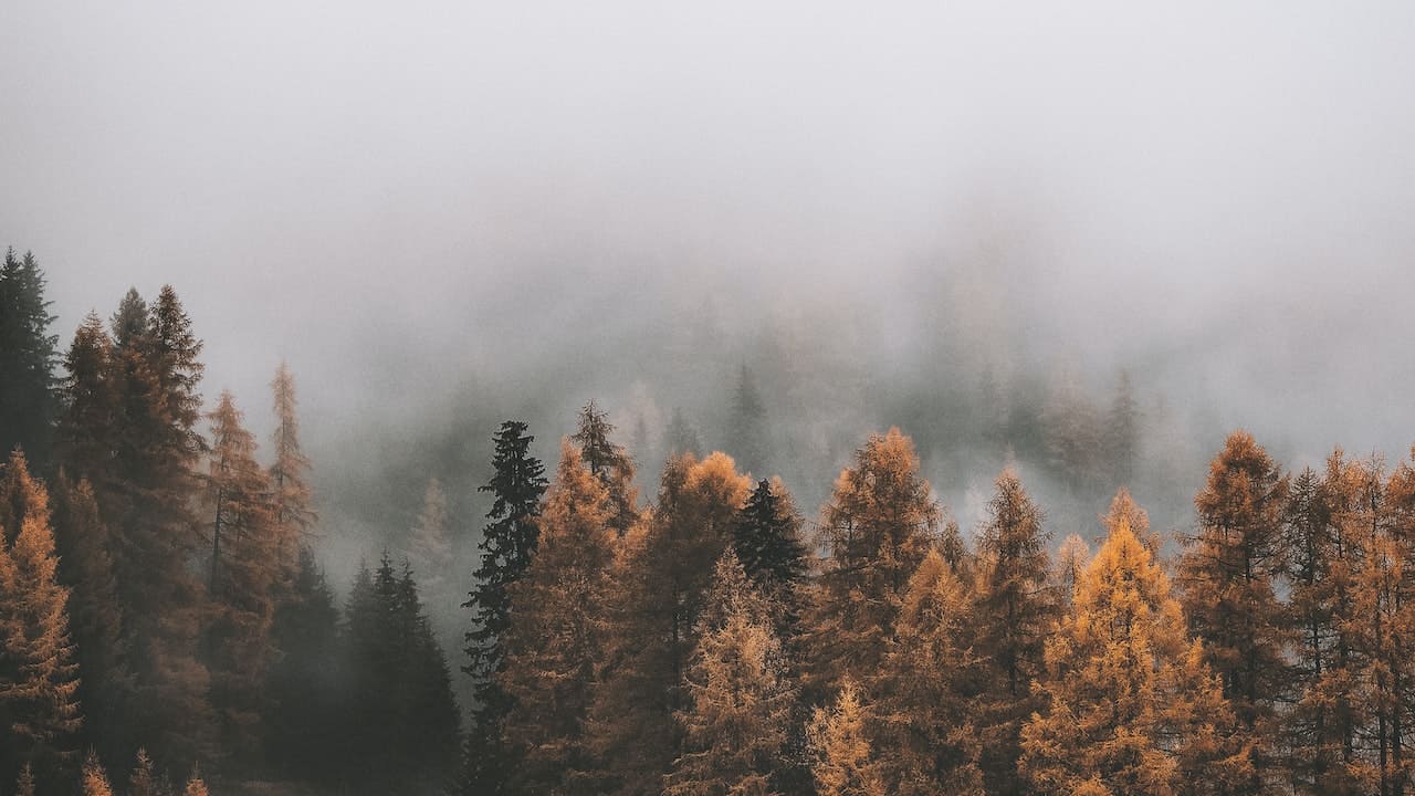 Progetto FEM, una foresta monitorata nella nebbia autunnale