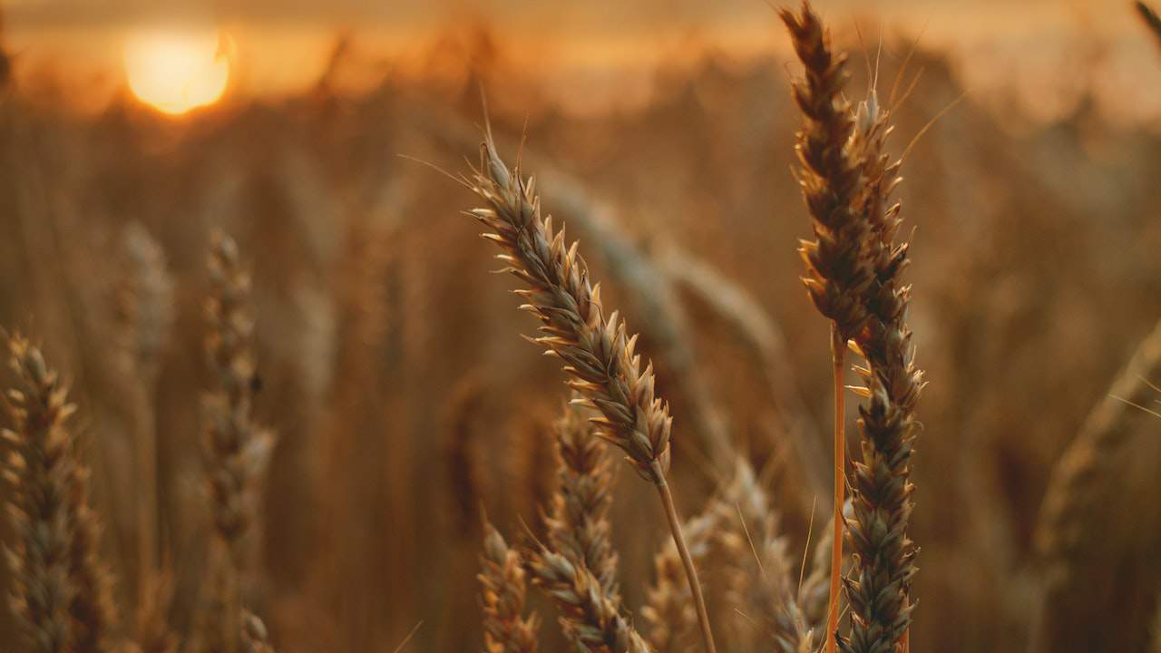 Un campo di grano ove sono stati installati sensori hi tech green.