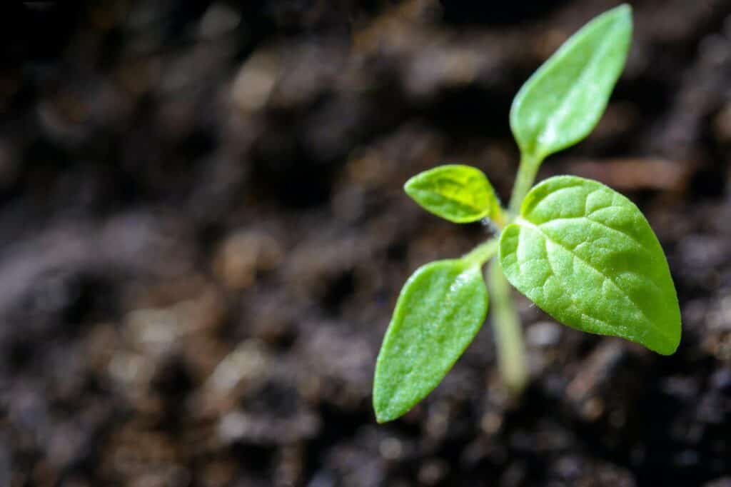 Quali sono i comportamenti corretti da avere nei confronti dell'ambiente per poterci dire davvero sostenibili? Ecco 12 consigli per la tua vita quotidiana.