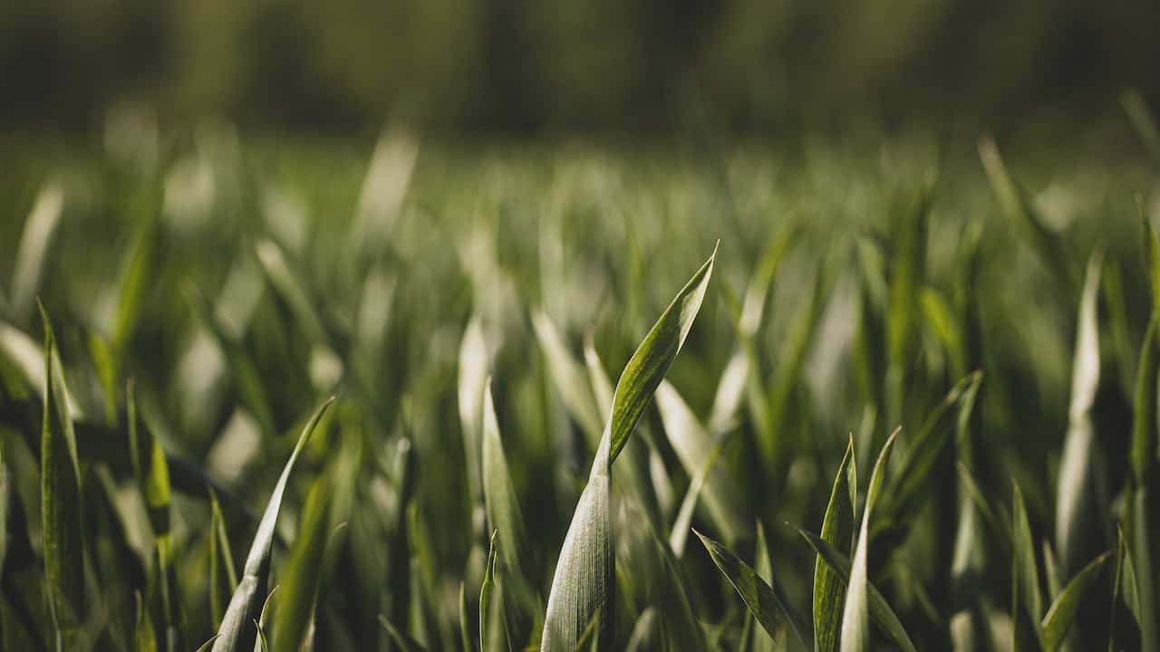 Sovescio: un campo in primavera, prima dello sfalcio delle essenze utilizzate per la pratica