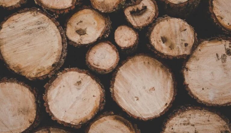 Capitozzatura: perché "decapitare" gli alberi in città li rende più pericolosi