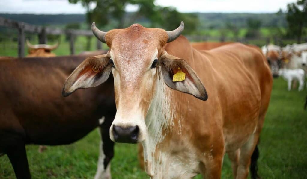 Ecco in che modo il settore agrivoltaico sfrutta gli scarti della produzione agricola per produrre energia.