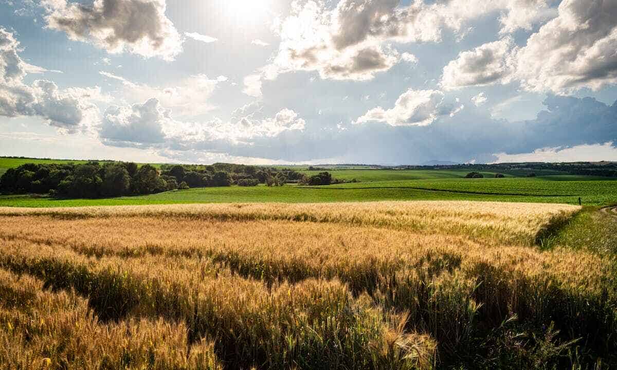 Bonificare un terreno inquinato: al termine delle operazioni, il suolo può tornare salubre e fertile