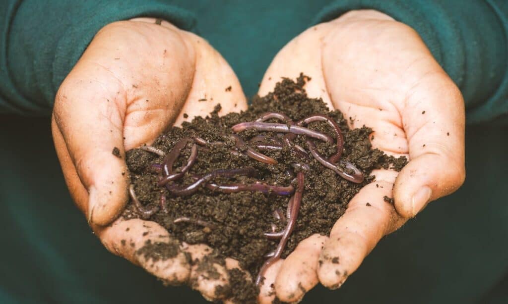 compost fatto in casa