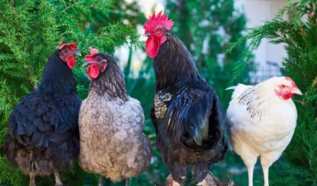Una moda sempre più diffusa è costituita dalla creazione di piccoli pollai urbani: ecco tutte le curiosità da sapere a riguardo.