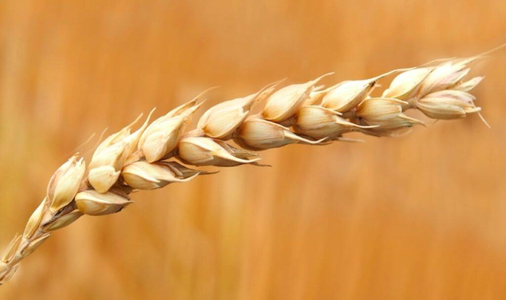 Una piccola spiga di grano