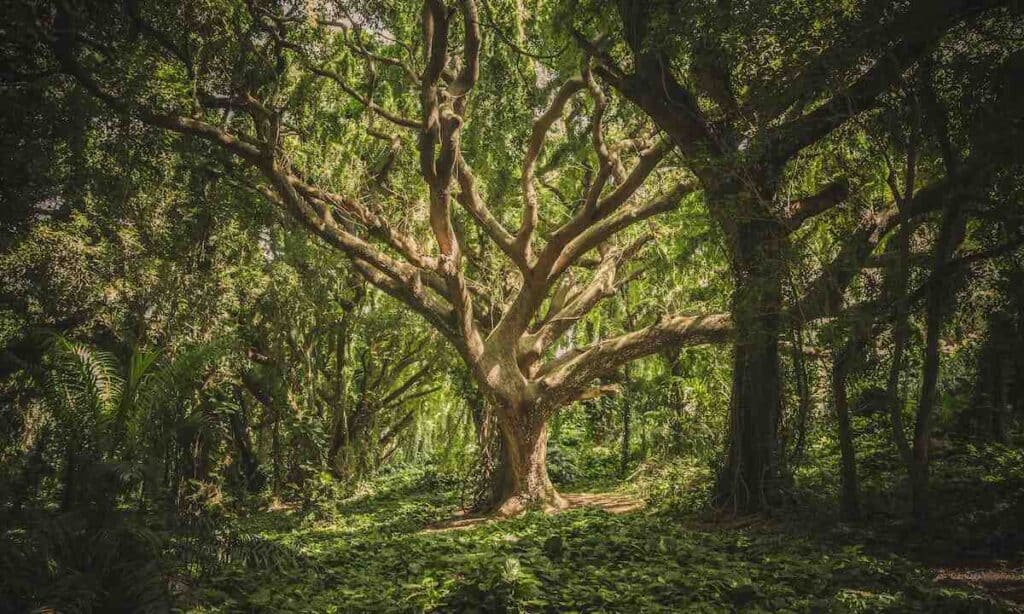 Tecnica di daisugi: produrre legno e salvaguardare le foreste è possibile