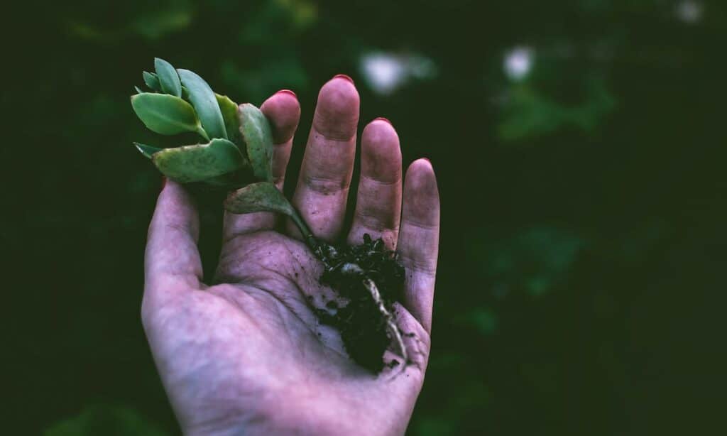 Guerilla gardening: una mano accudisce un fiore