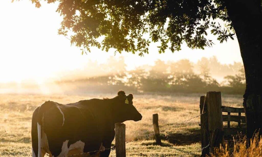 Allevamenti intensivi: una mucca presso il suo pascolo