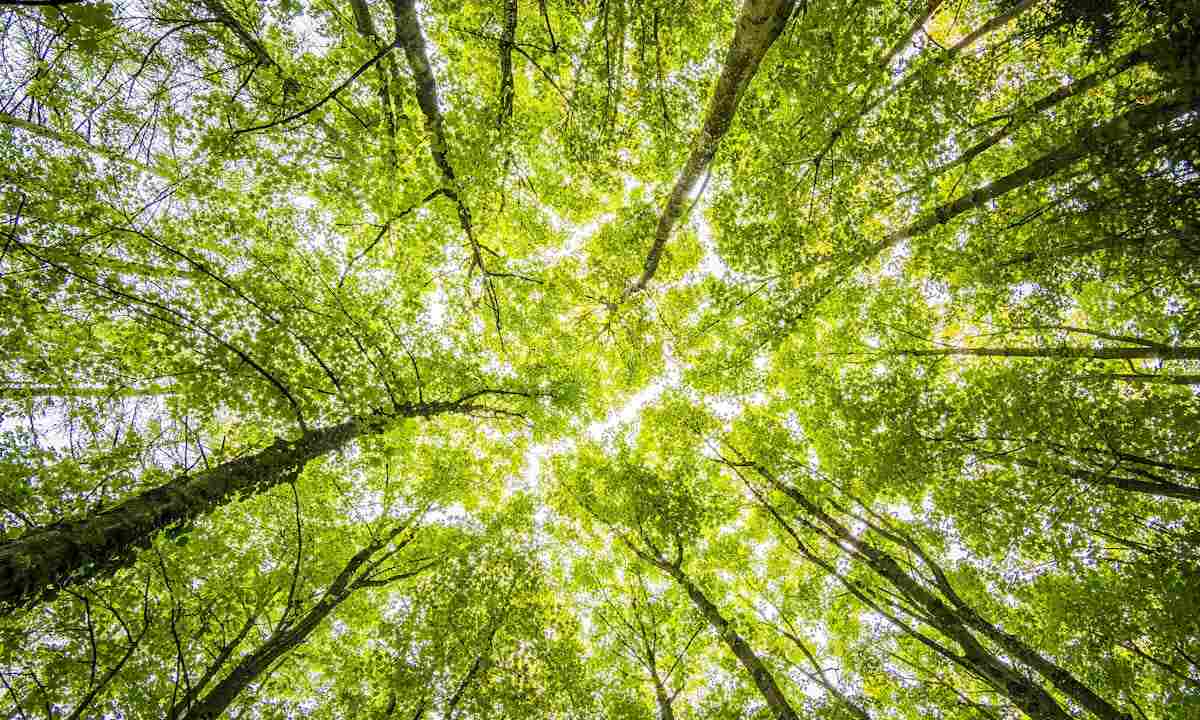 Giornata internazionale delle foreste: il sole filtra tra le chiome