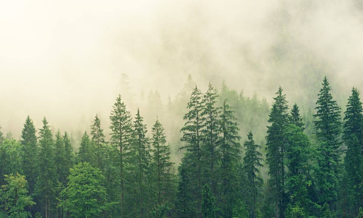 Giornata Internazionale delle Foreste: un bosco tra le nubi