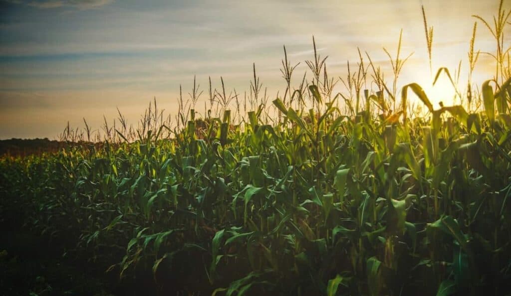 Scopriamo insieme in che modi è possibile utilizzare la fibra di mais anche in un'ottica squisitamente sostenibile e green.