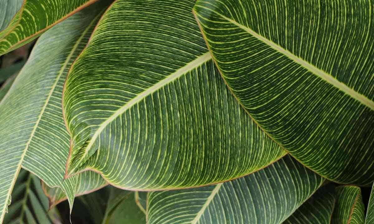 Foglia artificiale: ampie foglie per la fotosintesi
