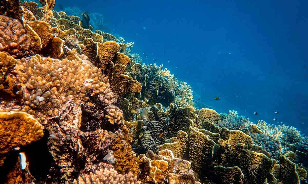 Marine cloud brightening: la barriera corallina