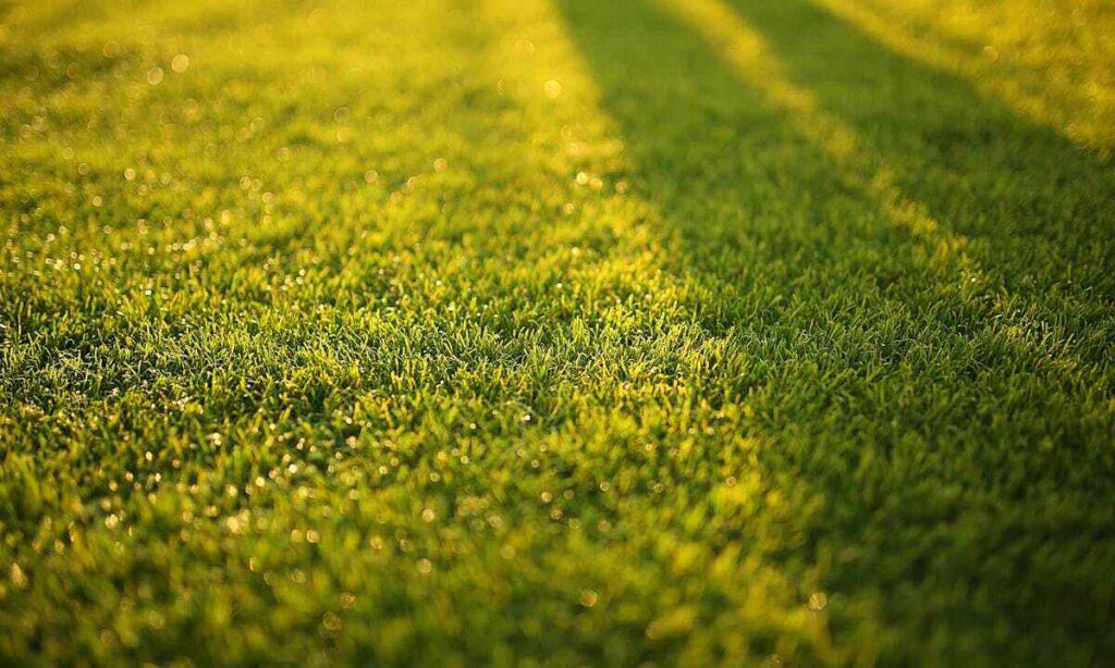 Prati resistenti alla siccità: un manto al sole