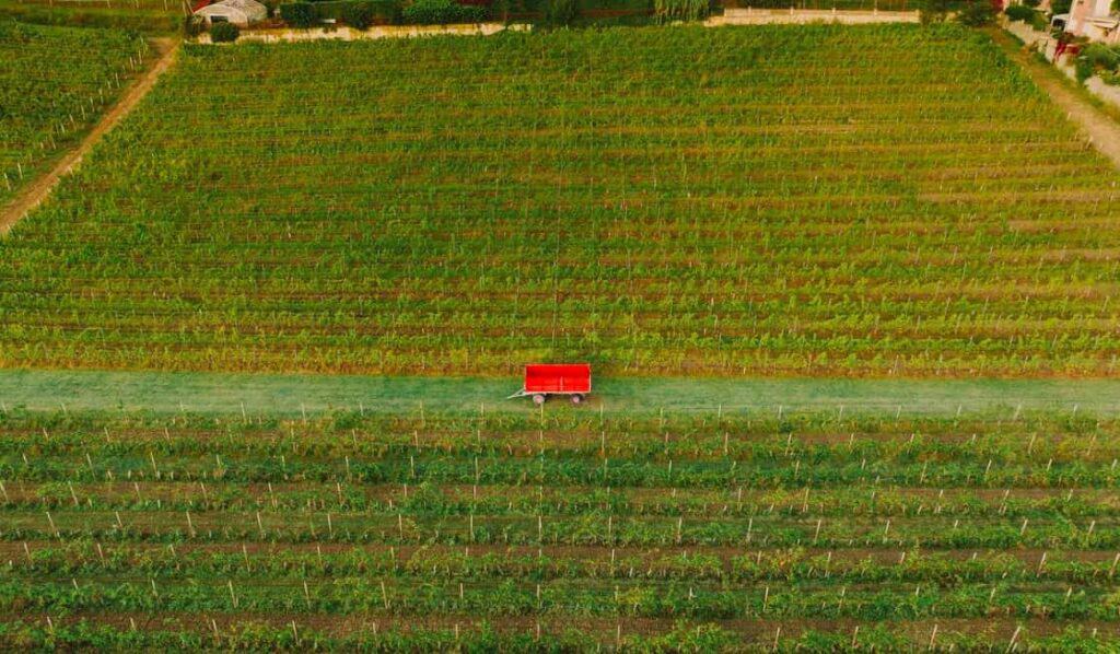 cover crops, un campo coltivato