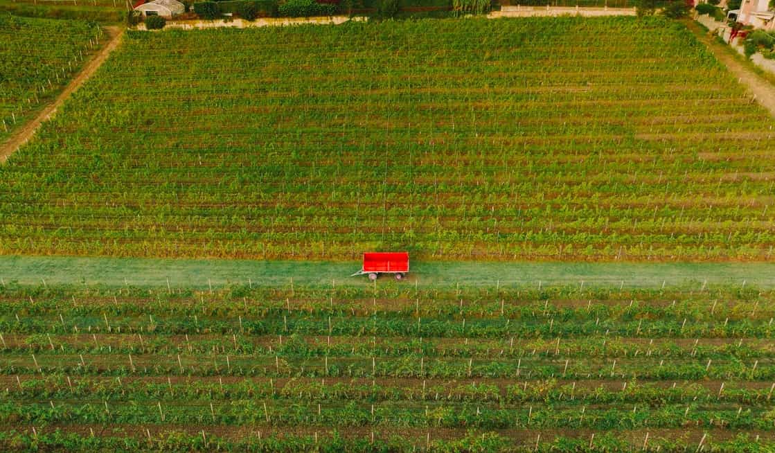 cover crops, un campo coltivato