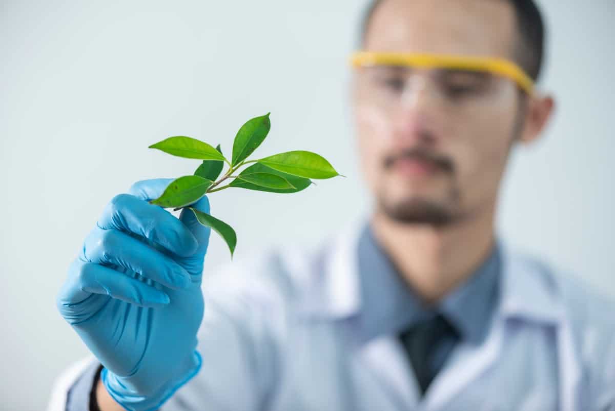 Agricoltura cellulare: uno scienziato processa una pianta in laboratorio