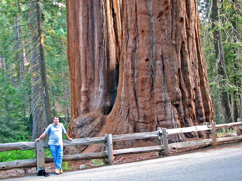 Alberi più alti al mondo: il generale Sherman