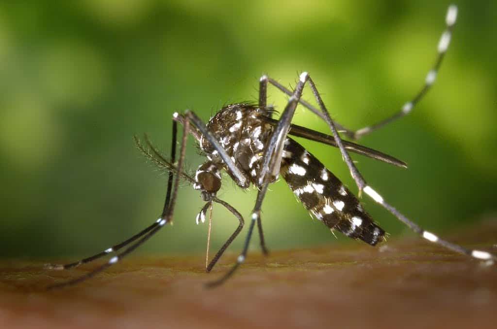 RImedi naturali contro le zanzare: una zanzara tigre