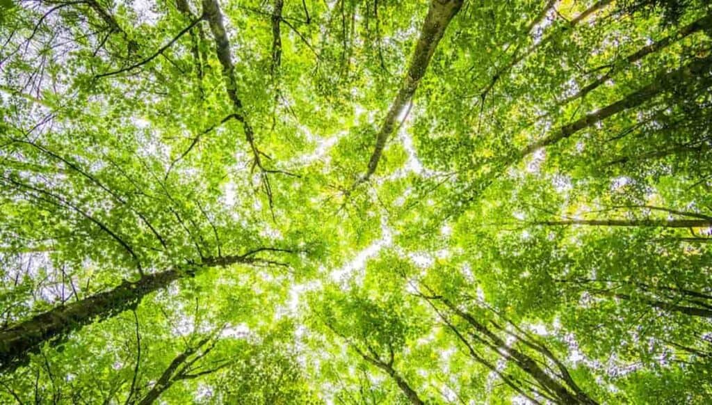Una foresta vista dal basso