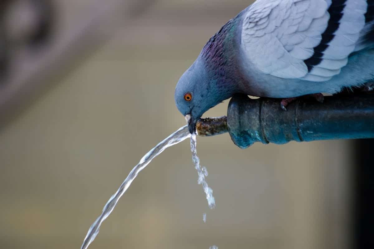 Stress idrico: un piccione si abbevera a una fontanella