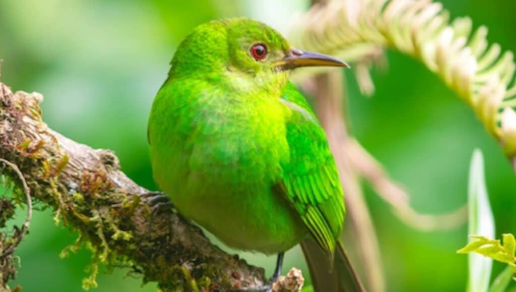 Un volatile di colore verde