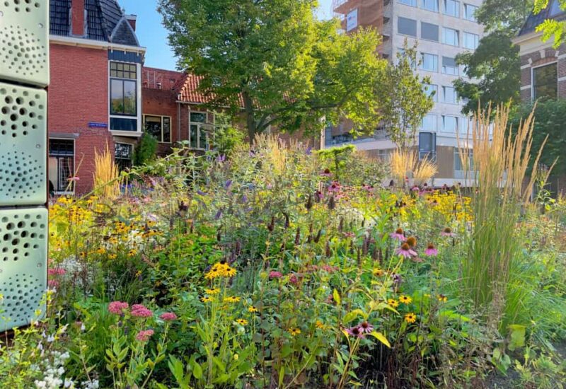 Il Global Biodiversity Framework per la biodiversità in città
