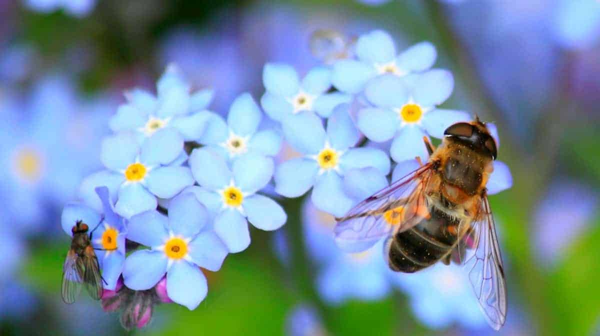 Le api sono fondamentali per l'impollinazione, un processo essenziale per la riproduzione di oltre il 70% delle colture alimentari e di molte piante selvatiche.