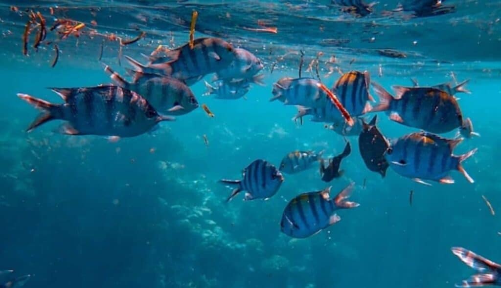Un banco di pesci in mare