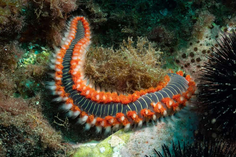 Allerta vermocane per la tropicalizzazione del Mediterraneo