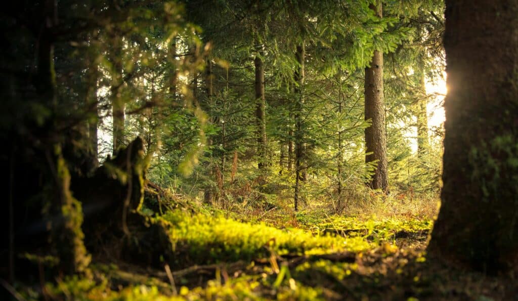 una foresta in salute