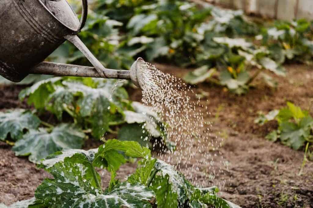 Impronta idrica: un annaffiatoio irriga alcune piante