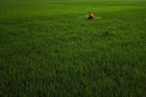 Cos'è il glifosato? Un agricoltore sparge fertilizzante sul suo campo