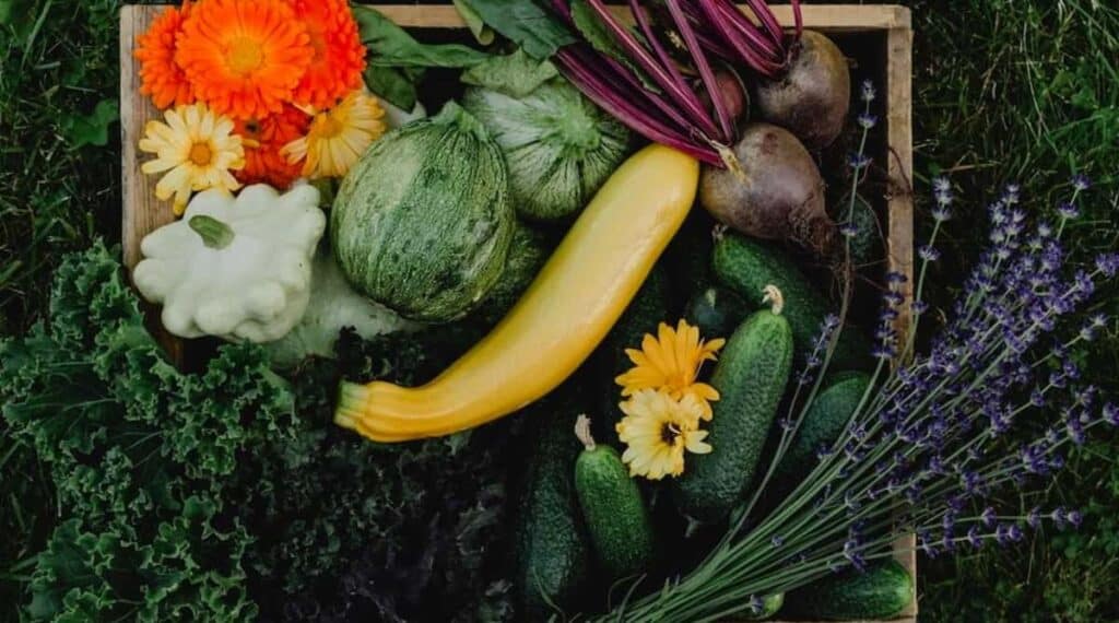 Cesto di verdure fresche appena raccolte.