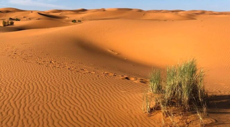 Il paradosso del Sahara verde