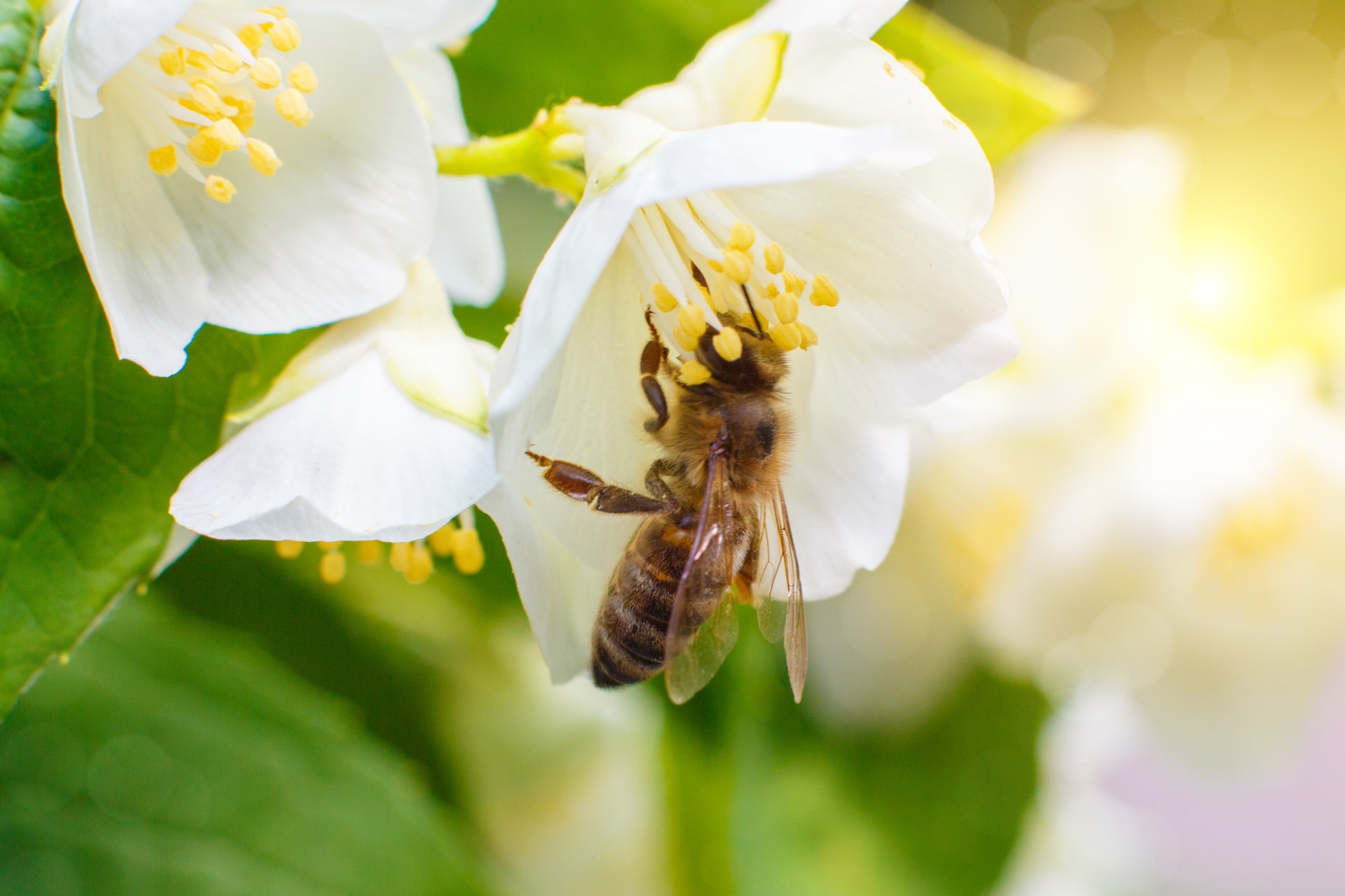 Le api sono fondamentali per l'impollinazione, un processo essenziale per la riproduzione di oltre il 70% delle colture alimentari e di molte piante selvatiche.