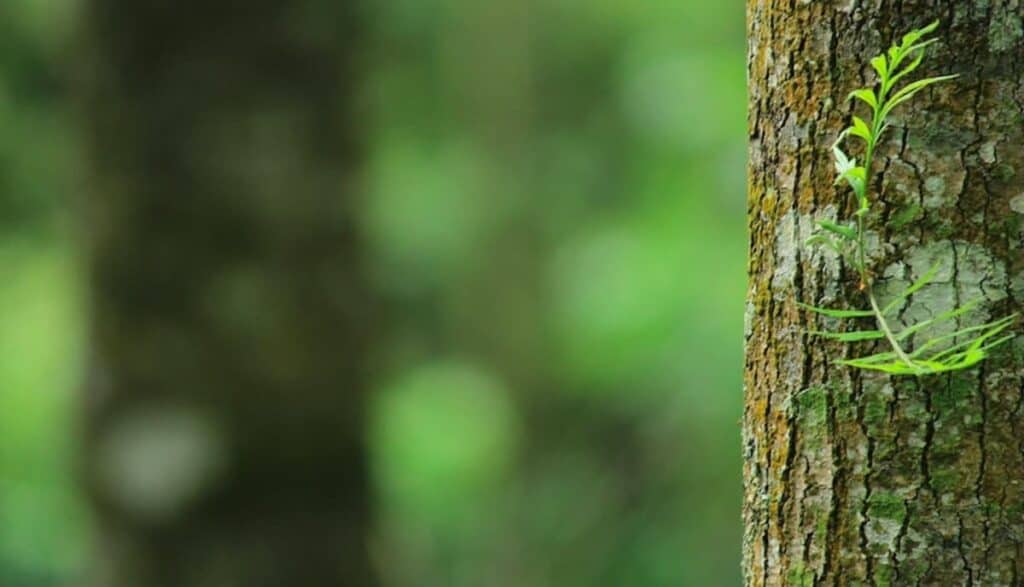 Dettaglio di un albero